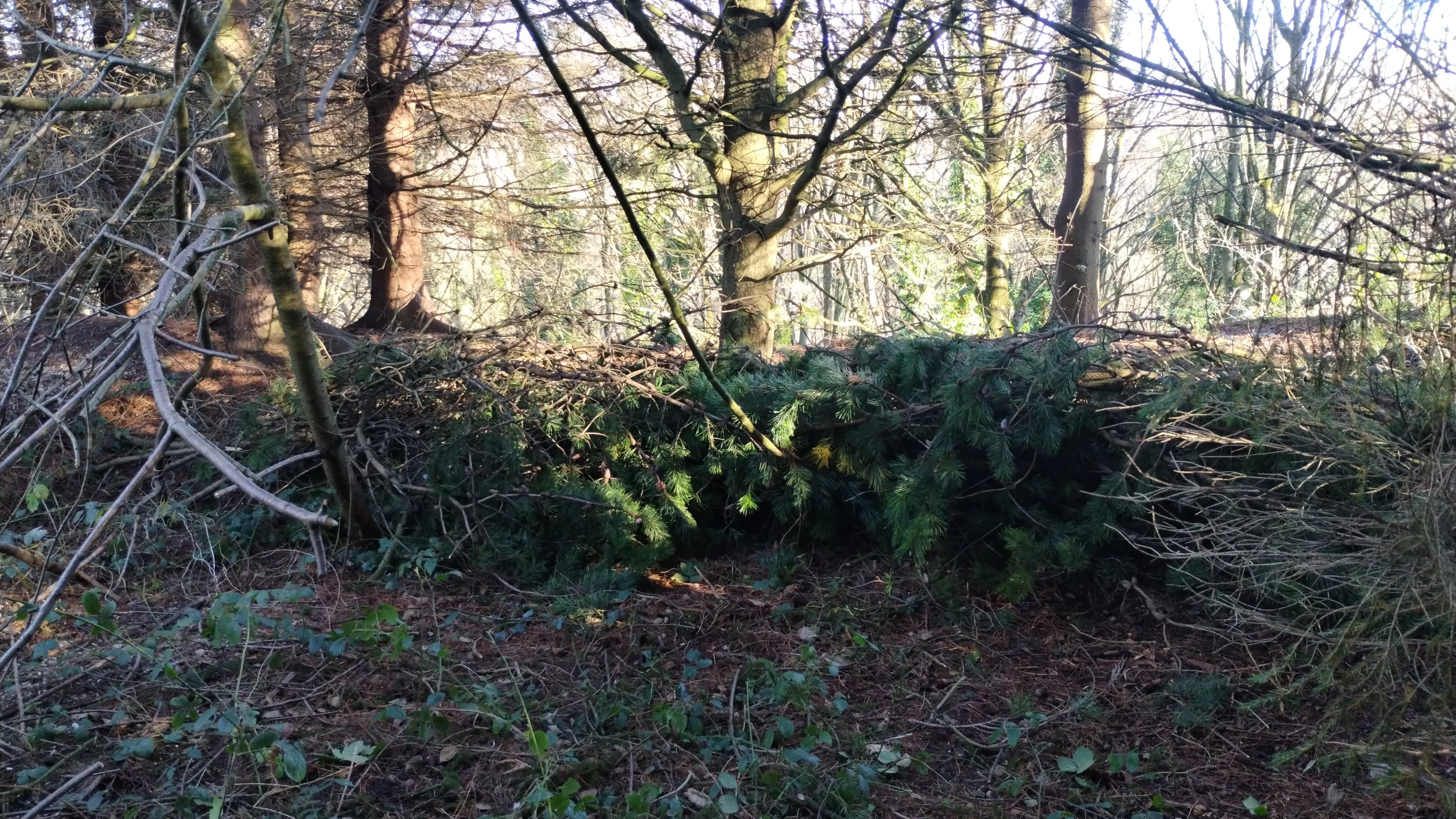 A pile of branches in the middle of a forest.