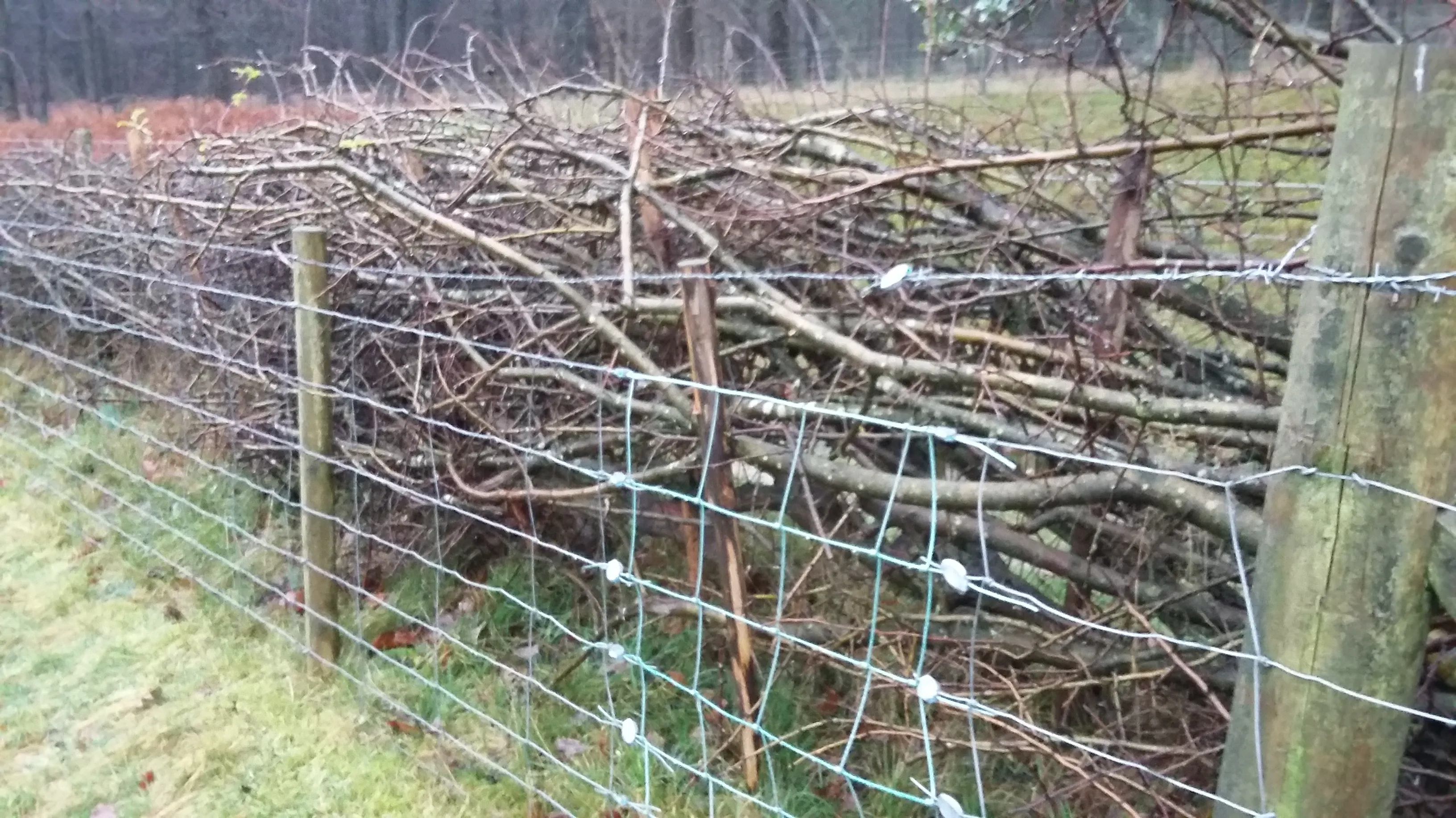 A fence that has a bunch of branches on it.