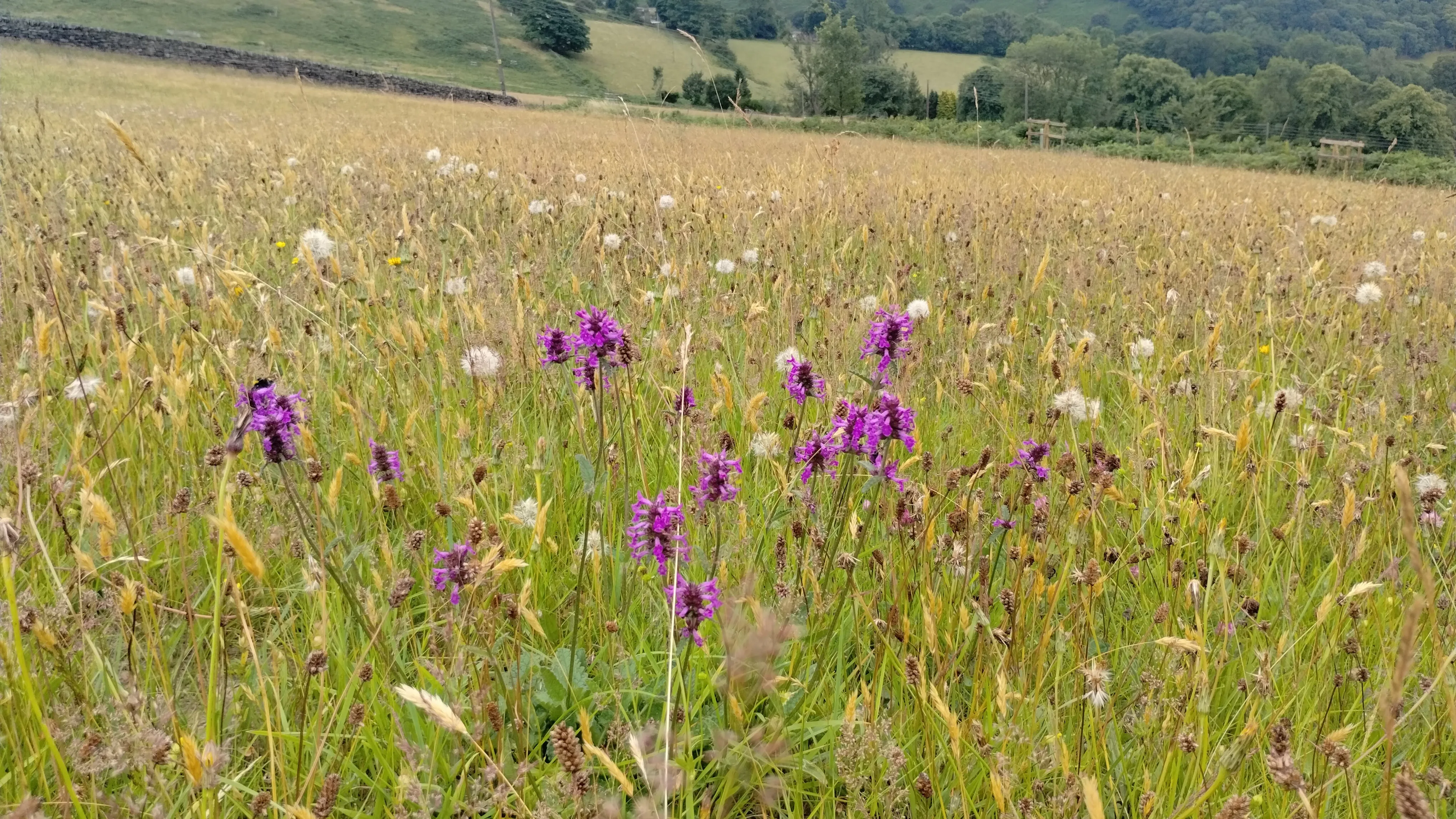 A field full of tall grass and purple flowers.