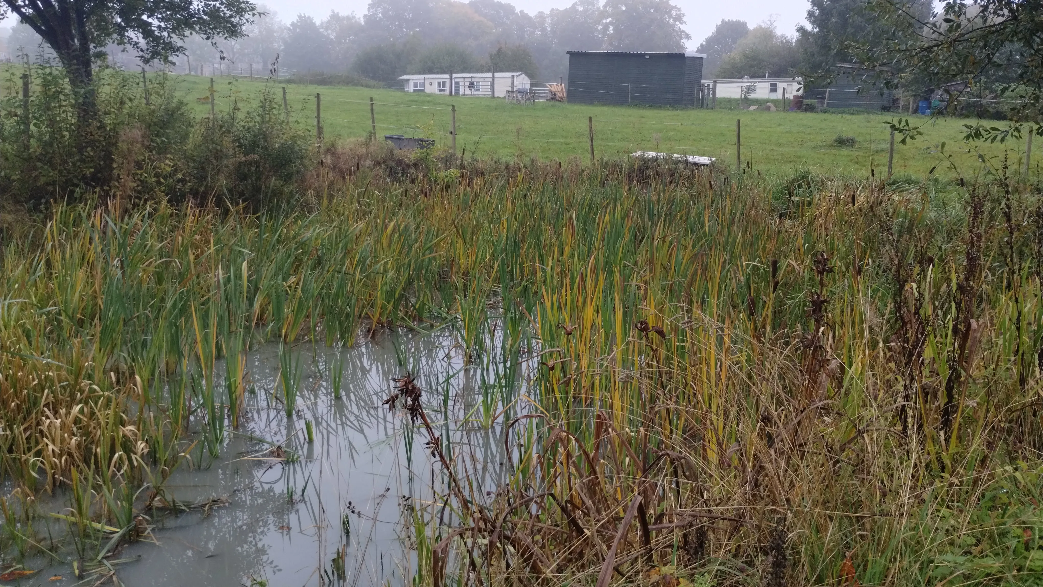 A small pond in a grassy field next to a fence.